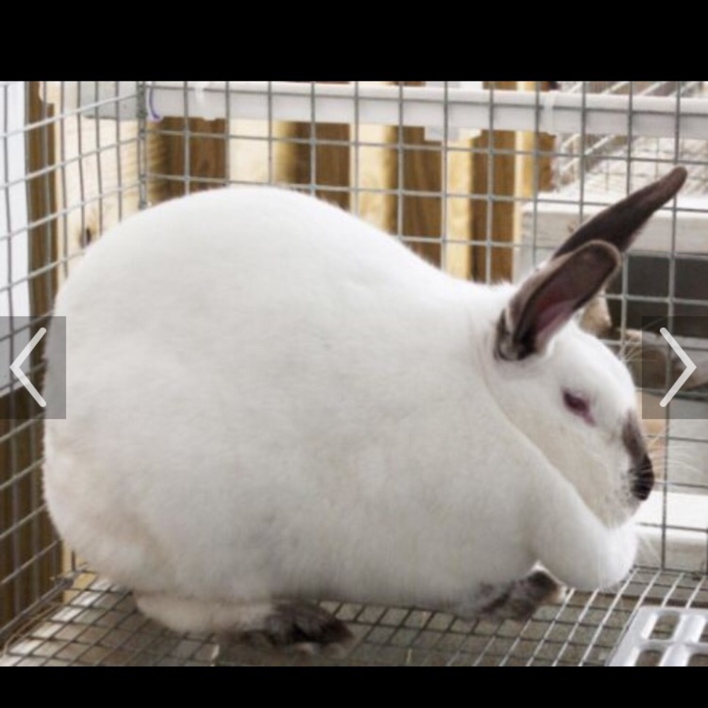 Meet your Posher, Belle